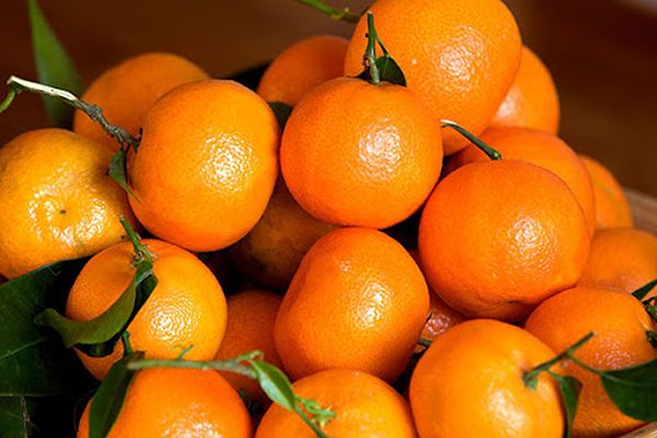 خرید میوه نارنگی یافا + قیمت فروش استثنایی